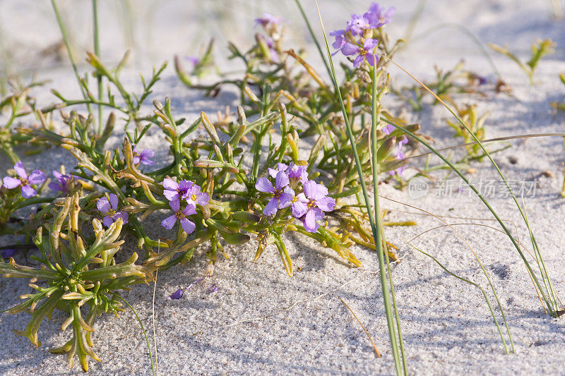 盛开的Cakile maritima